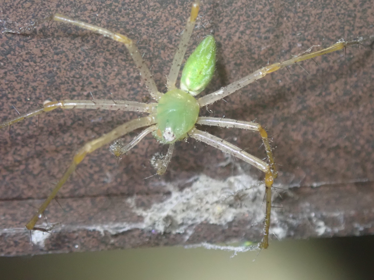 Peucetia longipalpis